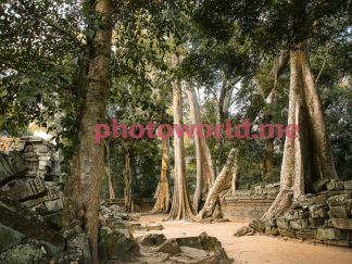 Age-old Banyan trees on the stone wall of the temple complex Ta Prom, Angkor. Trees are 400 years old or more.